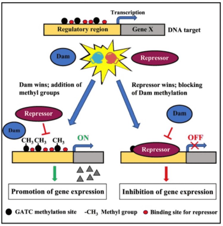 Overview of Microbial Epigenetics